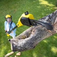 Best Tree Health Inspection  in Bellemont, AZ